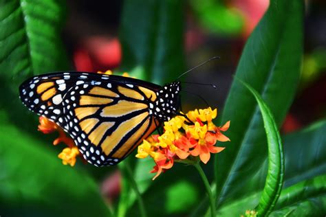 Phylum Arthropoda Butterfly
