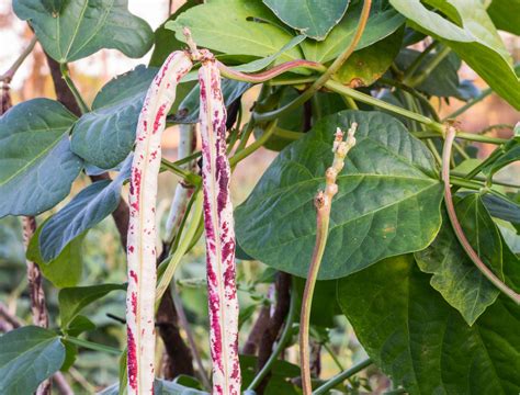 7 Tips for Growing Pinto Beans | Planting & Care Guide