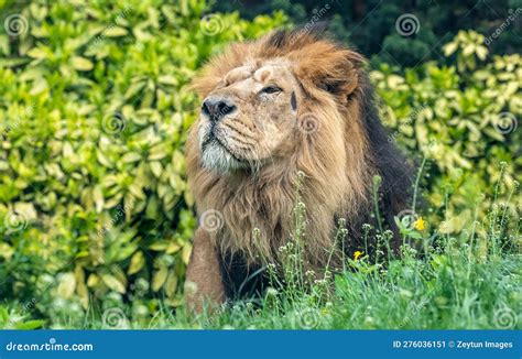 Male Asiatic Lion (Panthera Leo Persica) Stock Image - Image of feline ...