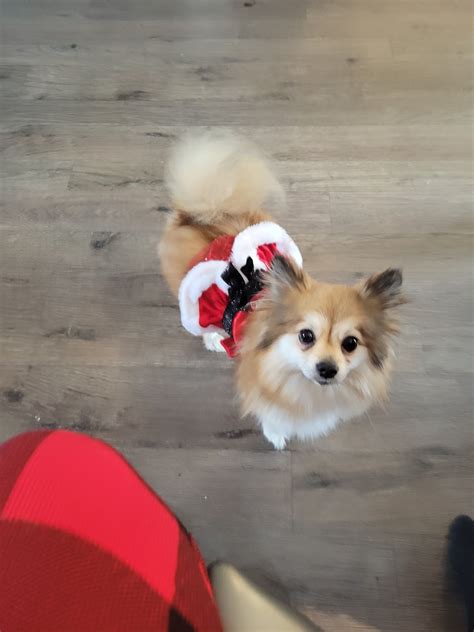 How Much Does A Dog Groomer At Petco Make