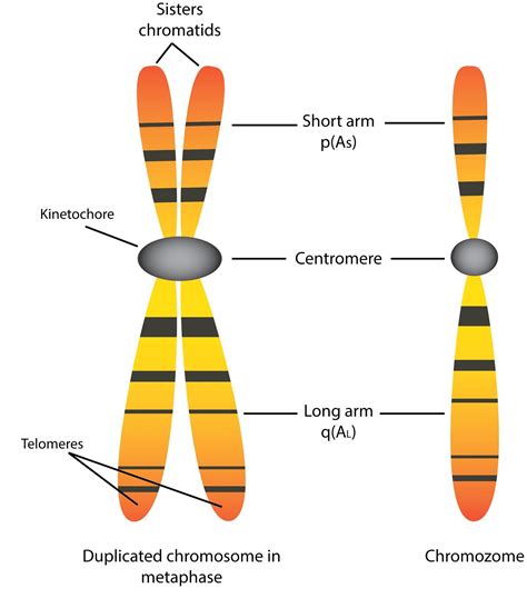 What Is Chromosome Puffing at Dianne Lindsay blog