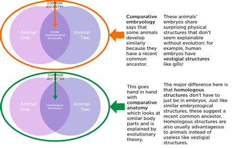 Evidence of Evolution 的图像结果
