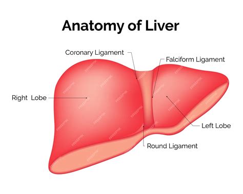 Premium Vector | Anatomy of the Liver Coronary Ligament Falciform ...