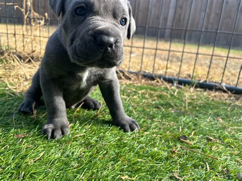 Cane Corso Puppies For Sale In Florida