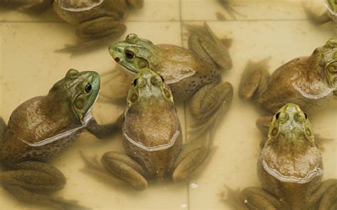 Image result for Frog Splits Stretch Tutorial