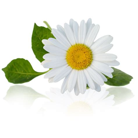 Anti Septic Cream - 100 gm – HERBS AND HILLS