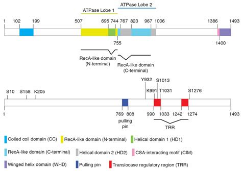 Role of Cockayne Syndrome Group B Protein in Replication Stress ...