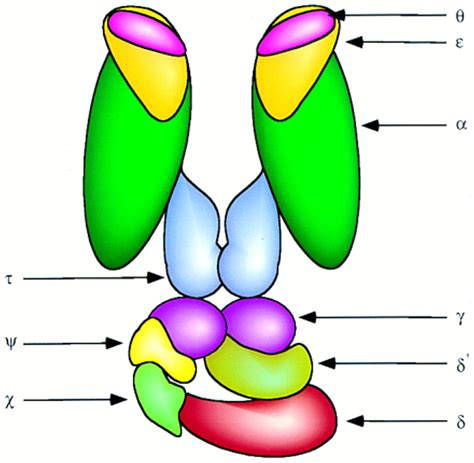 DNA Polymerase III: Running Rings around the Fork: Cell