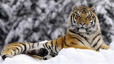 Snow Tiger Wallpapers - Wallpaper Cave