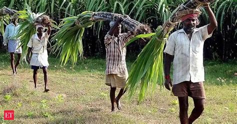 Sugar mills owe Rs 6,598 cr to cane farmers - The Economic Times