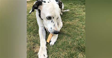 Buy Chew Treats For Dogs At Yakk!! Online | LBB