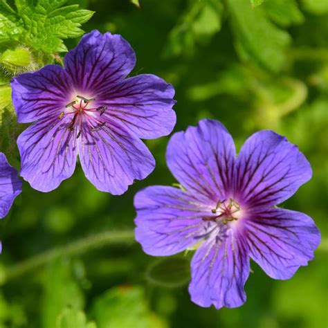 Purple Geranium