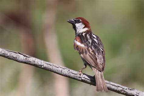 Spanish Sparrow – Passer hispaniolensis – l-Għammiel tal-bejt ...