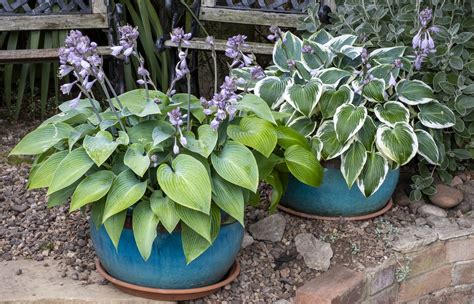 The 7 best flowers for pots in shade, according to experts | Livingetc