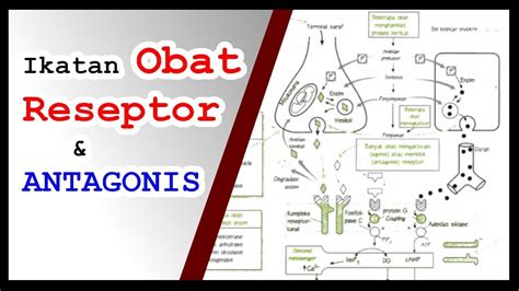 5 reseptor pada kulit
