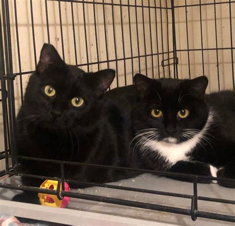 Kitties & Kanines Shelter (@kittiesandkaninesshelter) • Instagram ...