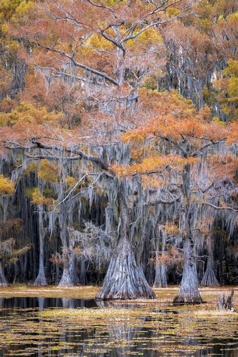 Caddo lake in fall | Premium Photo