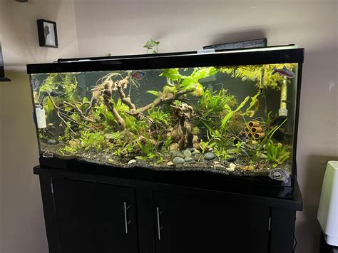 My 80 gallon community tank with its butterfly fish : r/Aquariums