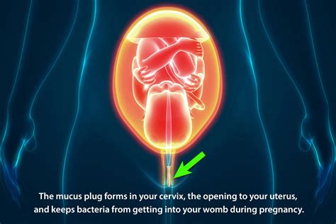 The Importance of the Mucus Plug During Pregnancy