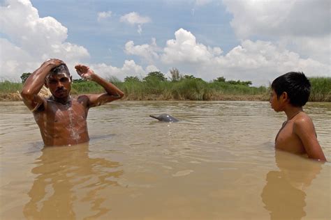 A Strong Voice For The Endangered Ganges River Dolphin | Nature inFocus