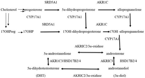 Clinical Application of Steroid Profiles and Their Interpretation in ...
