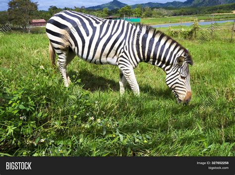 Zebras Eating