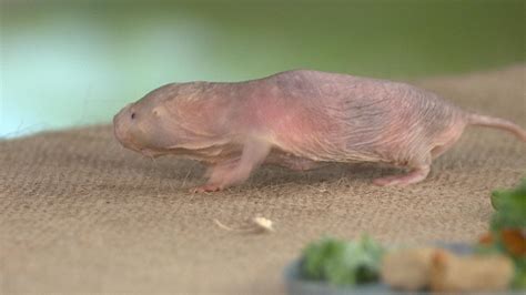 Naked Mole Rat