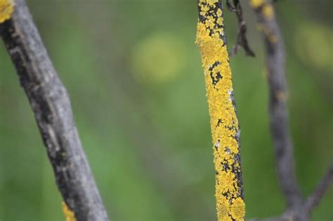 Image result for Pollen Coming Off Tree