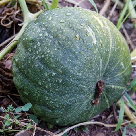 Heirloom Dulce de Horno Maxima squash Organic Seeds