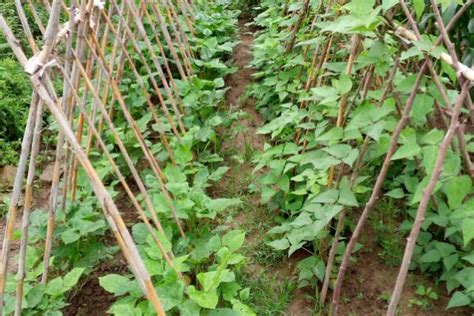 豆角保花保果的农药配方 | 农人网