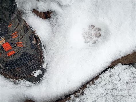 Identify Bobcat vs Coyote Prints in Snow | Tracking