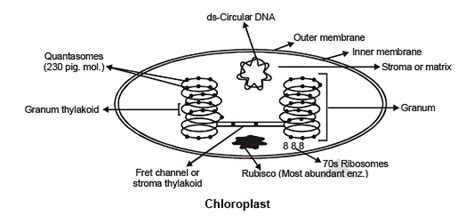 Photosynthesis (Part-1) - Photosynthesis in Higher Plants, Biology ...