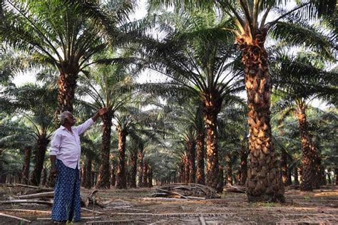 Brushing aside ecological concerns, Telangana plans to expand oil palm ...