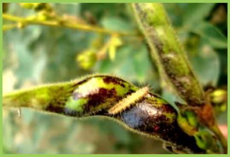 Red Gram Plume Moth | Red Gram Pest | Symptoms & Control Measures ...