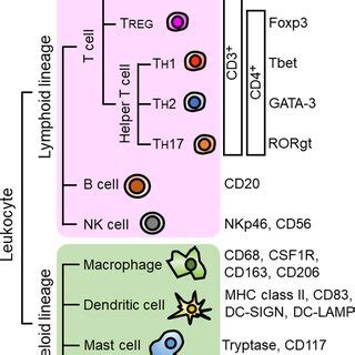 Image result for Lymphoid Cell Lineage