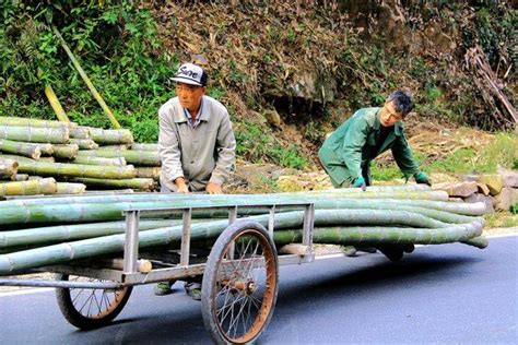 石后上竹洋村产业振兴动力“竹”，助农收入“节节高”！