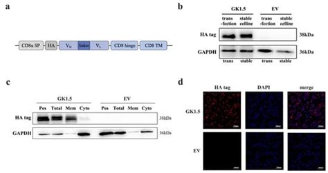 Exosome-Modified AAV Gene Therapy Attenuates Autoimmune Hepatitis via ...