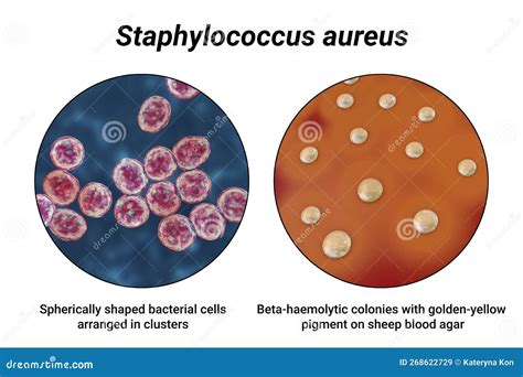 Staphylococcus Bacteria Shape