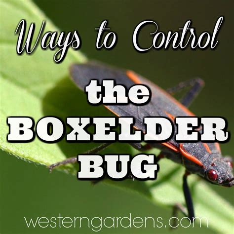 Pest Control - the Annoying Box Elder Bug - Western Garden Centers