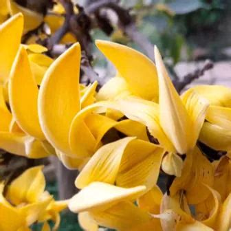 Yellow Palash (Butea Monosperma) - Plant – Lalit Enterprise