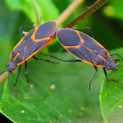 How to Identify & Get Rid of Boxelder Bugs | ASAP Pest Control