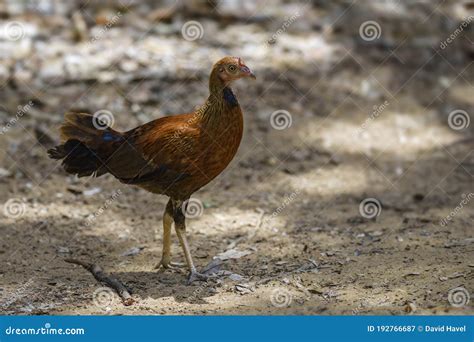 Red Junglefowl Gallus Gallus Male Birds Eye Close-up Stock Photo | CartoonDealer.com #100331148