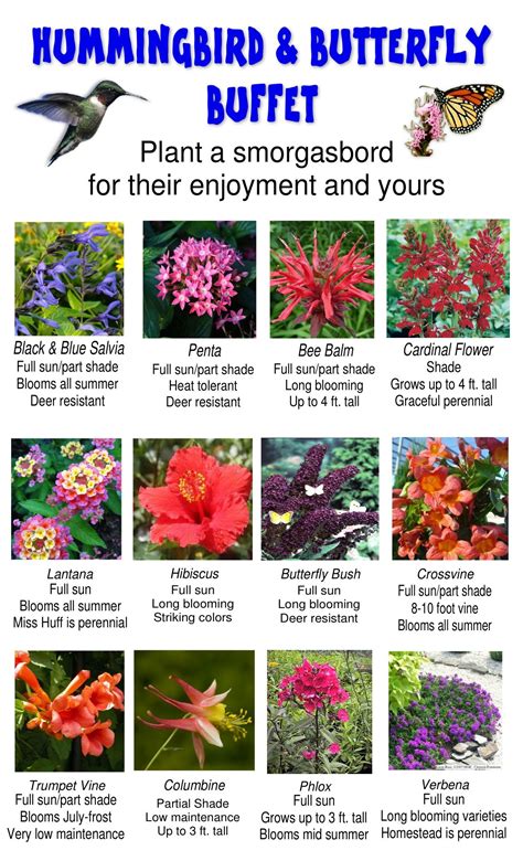 Annual Plants That Attract Butterflies - Garden Plant