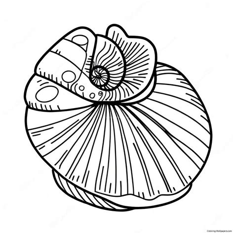 Seashell Coloring Page (2590-2071)