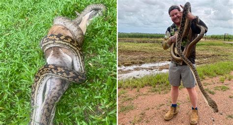 Image result for Kodak Python Snack