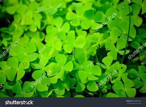 Four Leaf Clover Stock Photo 566499202 - Shutterstock