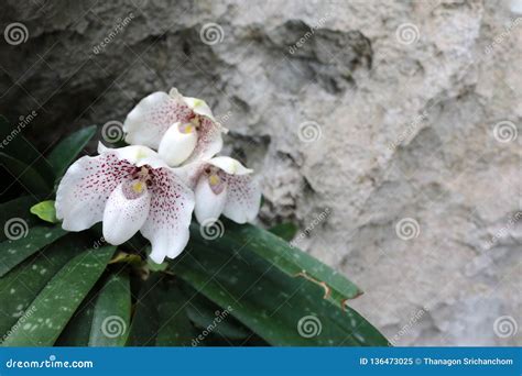 Endemic White Orchids in the Garden,Species Name Ang-thong Lady Slipper Stock Image - Image of ...