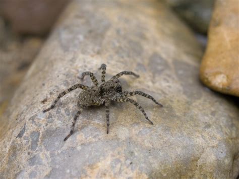 Eight scariest spiders on Earth | Times Knowledge India