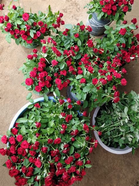 Red Dutch Roses गुलाब फूल – Bunch of 20 – (THOF) - Tribecart