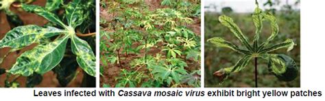 Tapioca Diseases | Vikaspedia - English - Agriculture